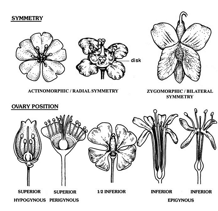 1082_plant morphology.jpg